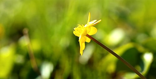 Spring Flowers