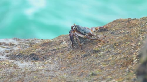 Crab On The Rock At The Beach
