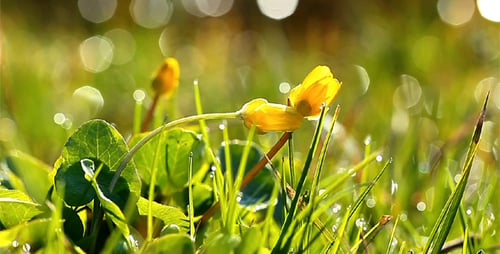 Spring Flowers