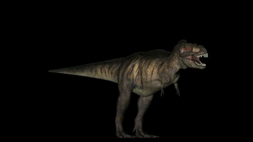 Tyrannosaurus Dinosaur Gyrating on Black Banckground