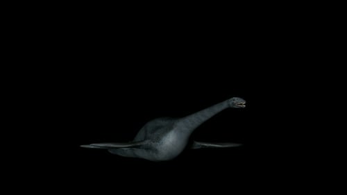 Elasmosaurus Dinosaurier in Rotation auf schwarzem Hintergrund