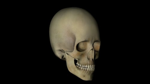 Schädelschädel eines menschlichen Skeletts in Rotation auf schwarzem Hintergrund