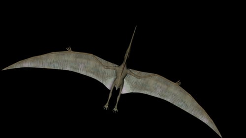 Pteranodon Flying Creature Animation on Black Background