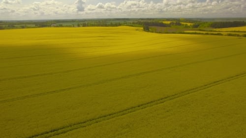 Golden Yellow Rape Field