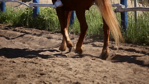 The Horse in the Paddock