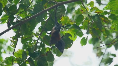 Flying Fox hängt an einem Ast