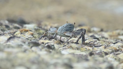 Krabbe auf dem Felsen am Strand