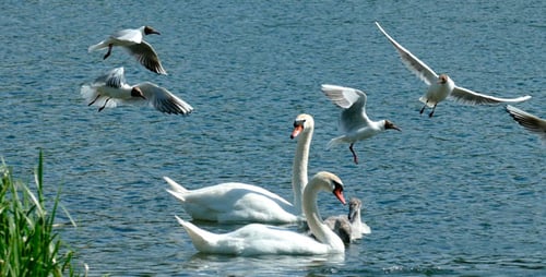 Swan Family
