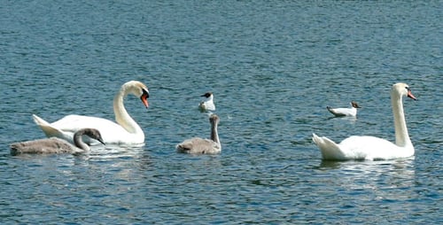 Swans and Cygnets Swim in Calm Lake Water