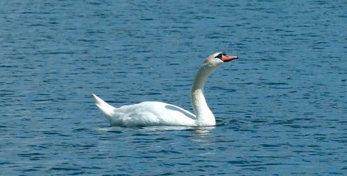 Swan Lake