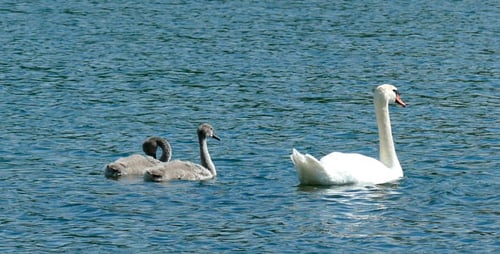 Swans Children