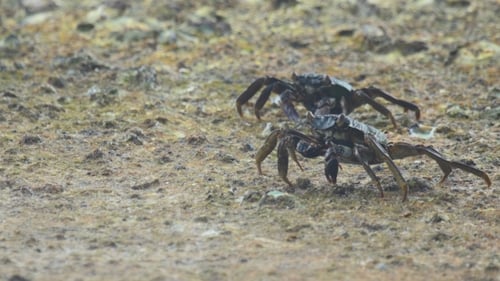 Crabs On The Rock At The Beach