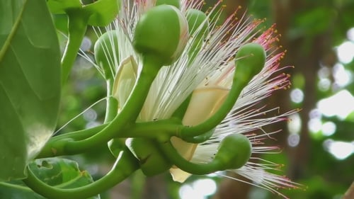 Arbre à Poison Fleur De Poisson