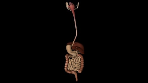 Human Digestive System 3D Animation for Medical and Scientific Education