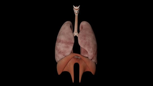Animation du système respiratoire du corps humain