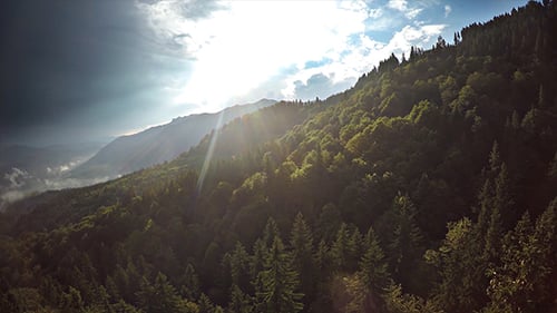 Vista aérea da floresta com sol esplêndido