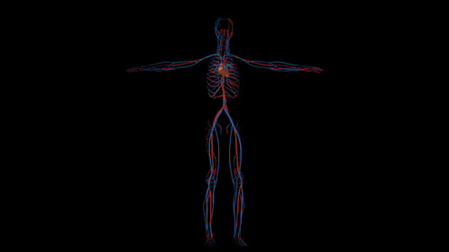 Venen, Arterien und Herz im menschlichen Kreislaufsystem