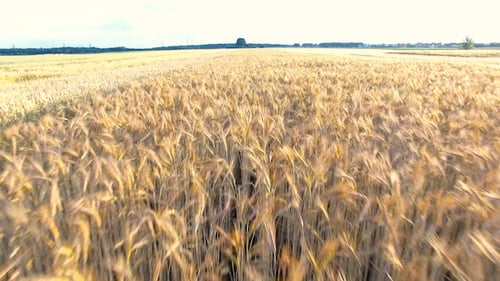Yellow Wheat Field