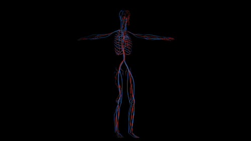 Veins and Arteries in Human Body