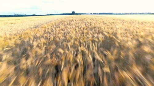 Wheat Field 03