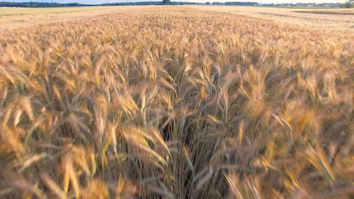 Champ de blé 05