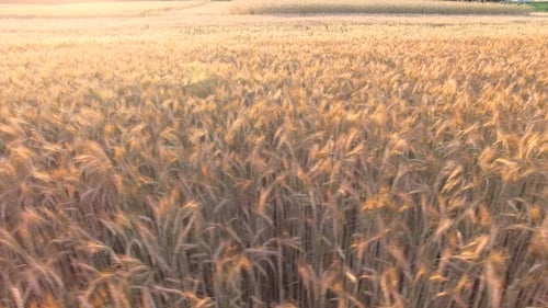 Flying Over Yellow Wheat Field