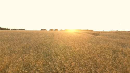 Wheat Field 07