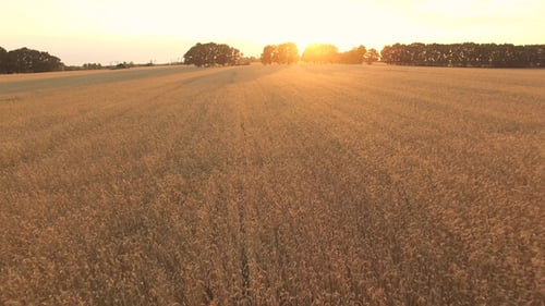 Wheat Field Sunset