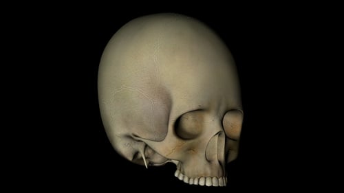 3D Human Skull Rotation for Medical Science Animation