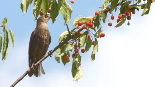 Gemeine Amsel auf den Kirschen