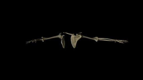 3D Animated Human Shoulder and Arm Bones Rotation