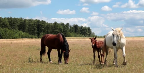 Pferd und Fohlen auf der Weide 2