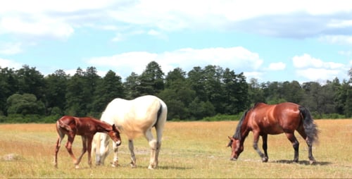Horse And Foal On Pasture 5