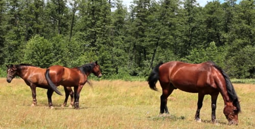 Horses In The Pasture
