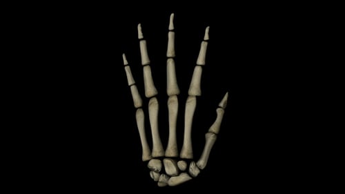 Animated 3D Human Skeletal Hand Rotation