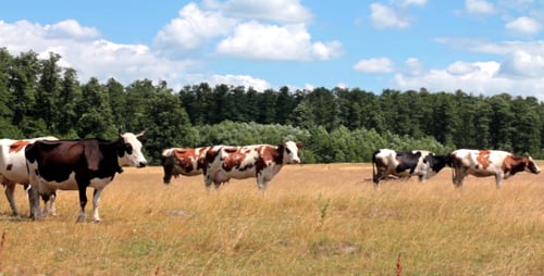 Cows Grazing Peacefully in a Sunny Rural Meadow