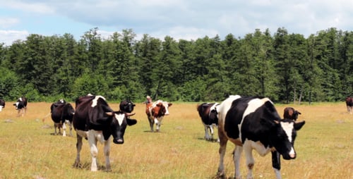 Cows On Pasture 2