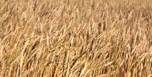 Golden Wheat Field Swaying in the Breeze