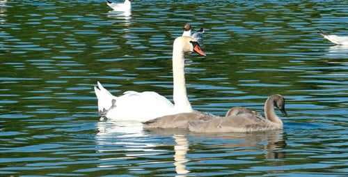 Swans Family