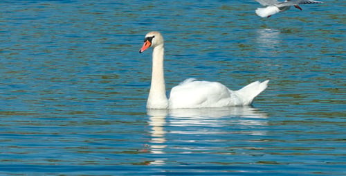 Swans Swimming