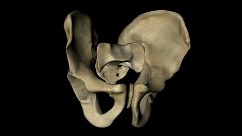 3D Human Pelvis Anatomy Rotation Loop
