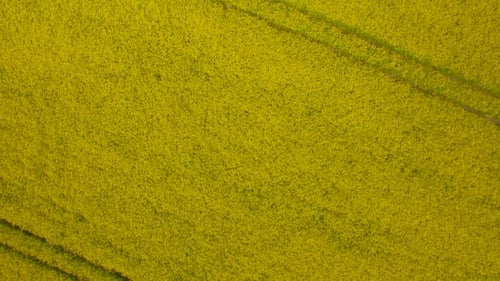 Yellow Field Of Rape Plant