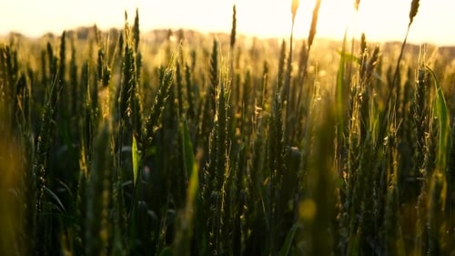 Green Wheat In Sun Rays