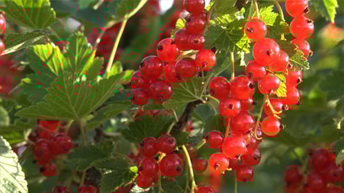 Vibrant Red Currants Hanging on Bush in Sunlight