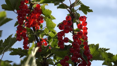 Ripe Red Currants Growing on Bush in Sunlight