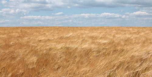 Golden Wheat Field Swaying on Sunny Day