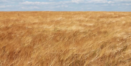 Golden Wheat Field Swaying in the Wind