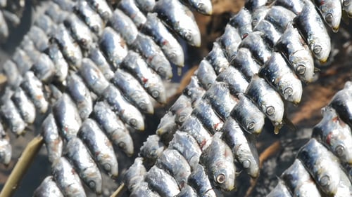Fresh Fish Hanging, Ready for Cooking Preparation