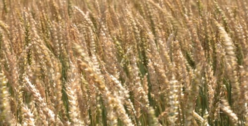 Ears Of Wheat In The Wind