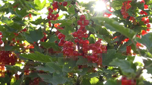Red Currants Abundant on Green Plant in Sunlight